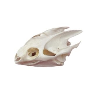 Real animal skull specimens home decor collectibles fox skulls turtle skulls snake bones